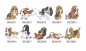 Mobile Preview: Impfpasshülle Hund Basset Hound